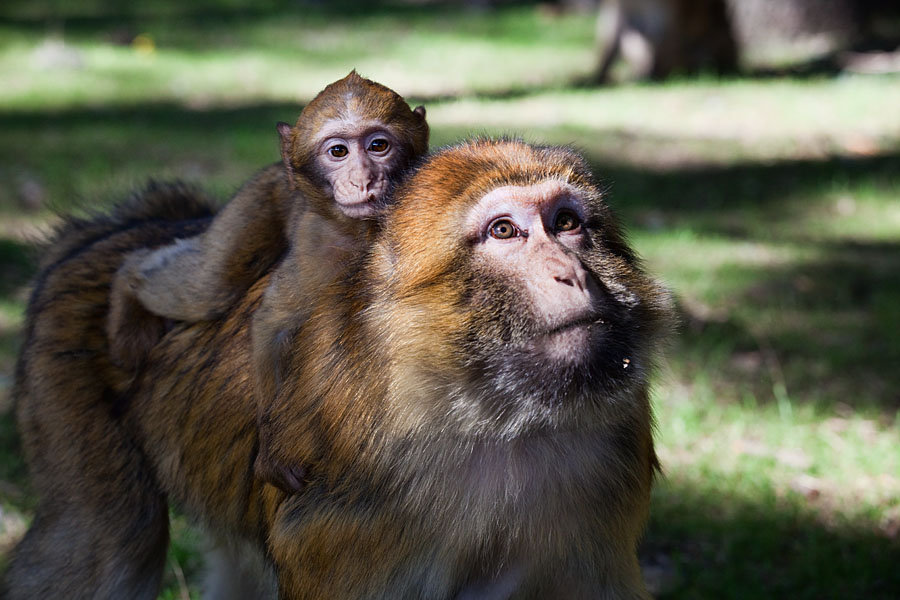  Female macaque carrying her newborn on her neck, they were living in the cedar forests on the way to Midelt